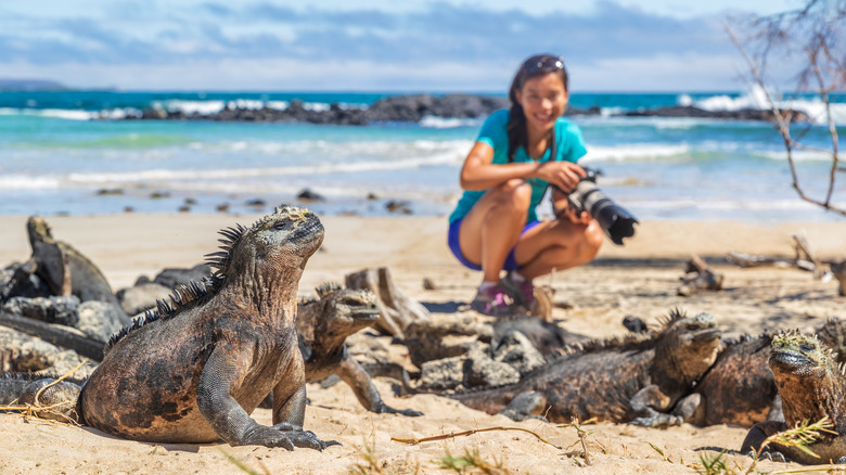 woman with camera and iguanas