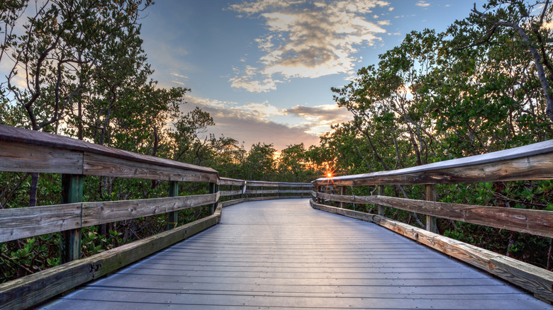 Boardwalk surrounded by mangrove trees