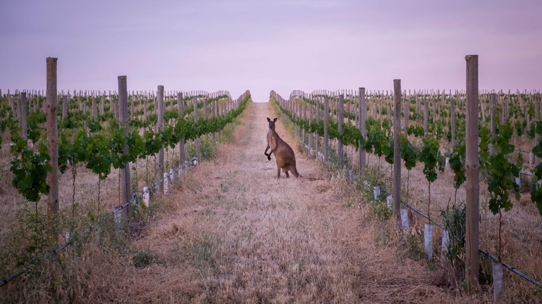Kangaroo in vineyard