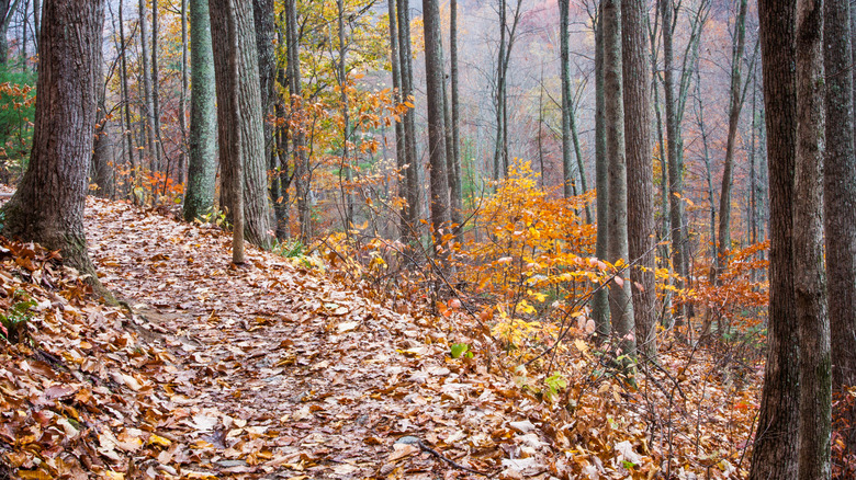 Crabtree Falls hiking trail, Blue Ridge Parkway