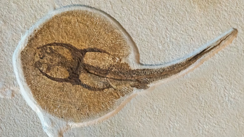 The ancient imprint of a marine creature is imprinted in a rock wall at Fossil Butte, Wyoming