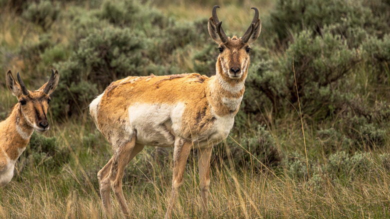 Two pronghorn antelope stand in a grassy area in Wyoming