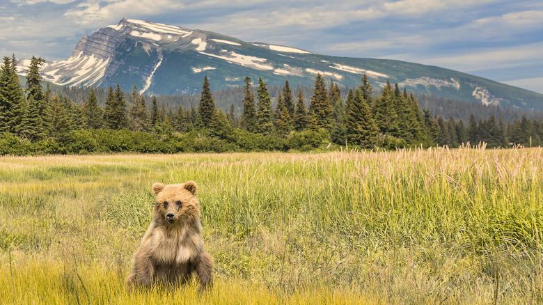 Brown bear sitting in field with mountains and trees in background