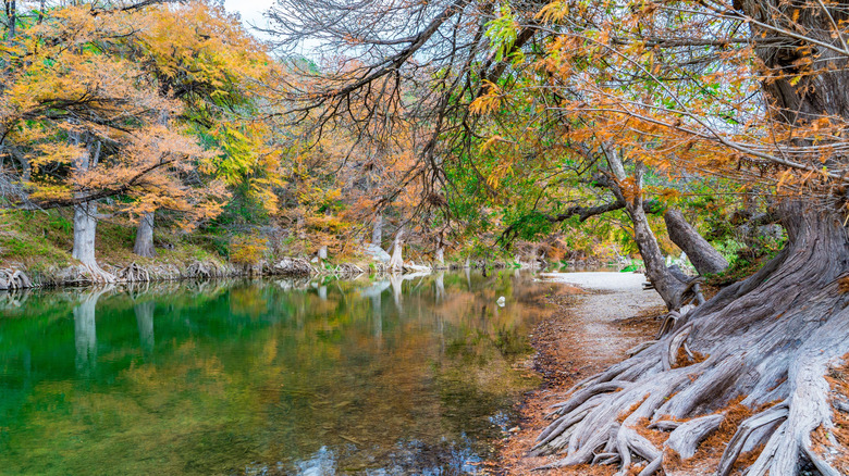 Trees in fall by river