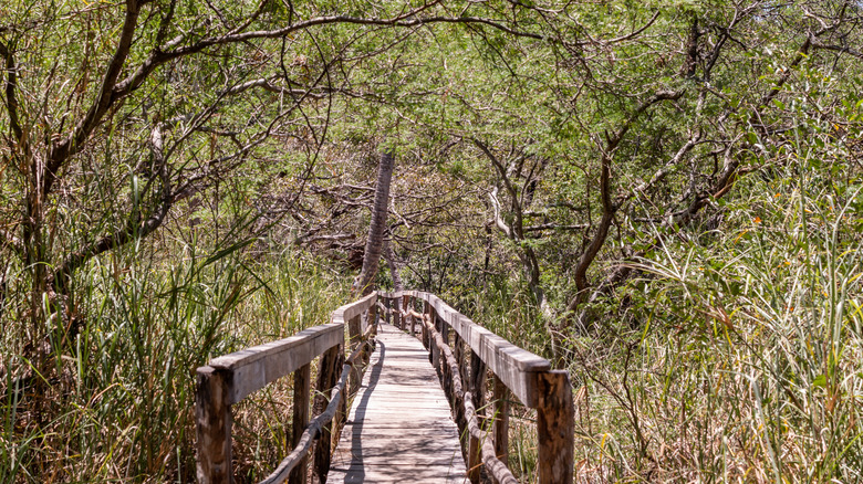 A wooden bridge through a mangrove forest in the Curu Wildlife Refuge