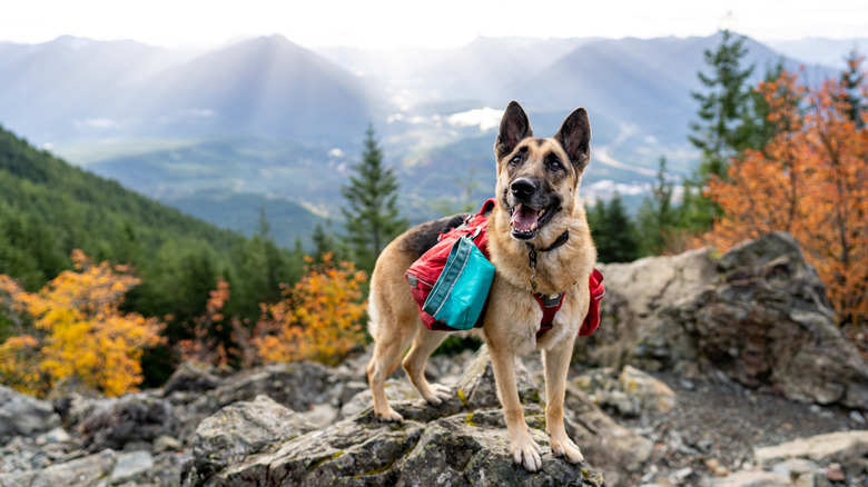 A German shepherd wearing a dog backpack