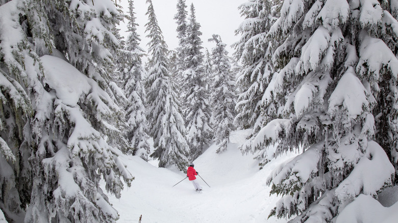 skier in snowy pine forrest