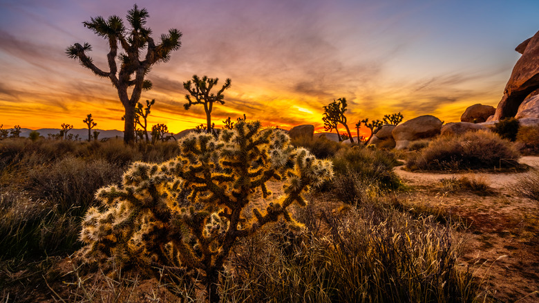 sunset behind Joshua Tree cholla