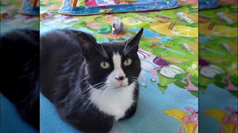 Gacek the cat in his new home