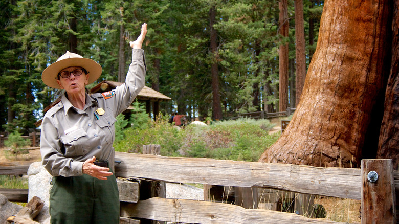 park ranger gesturing toward tree