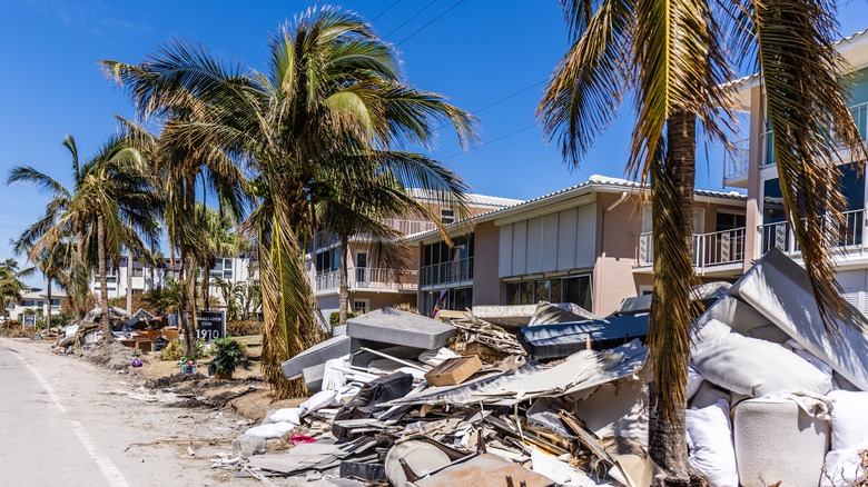 Hurricane palm trees