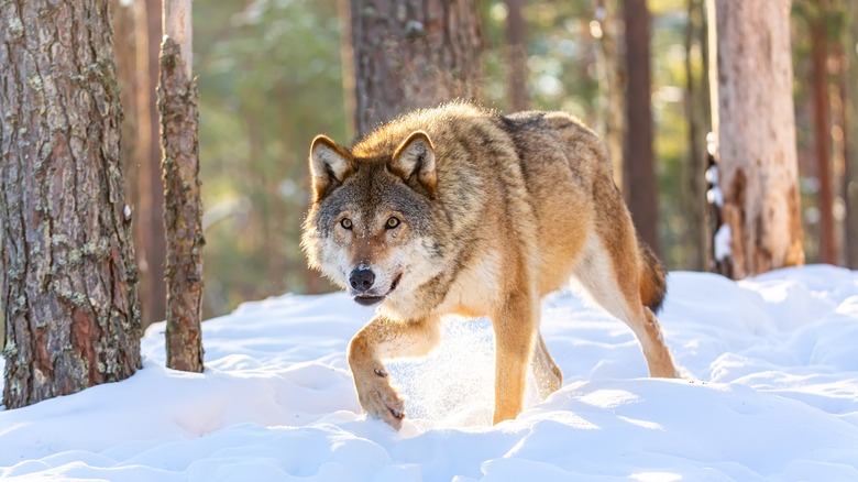 A gray wolf prowling through the snow in woodland