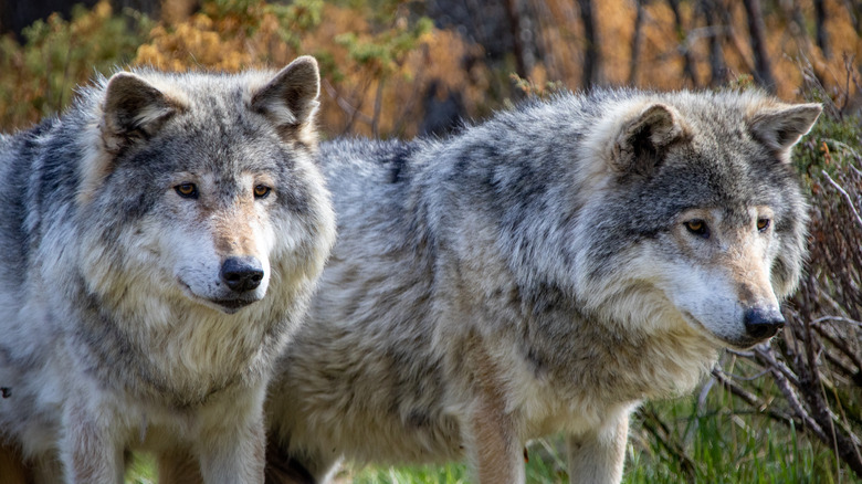 Two wolves looking curious