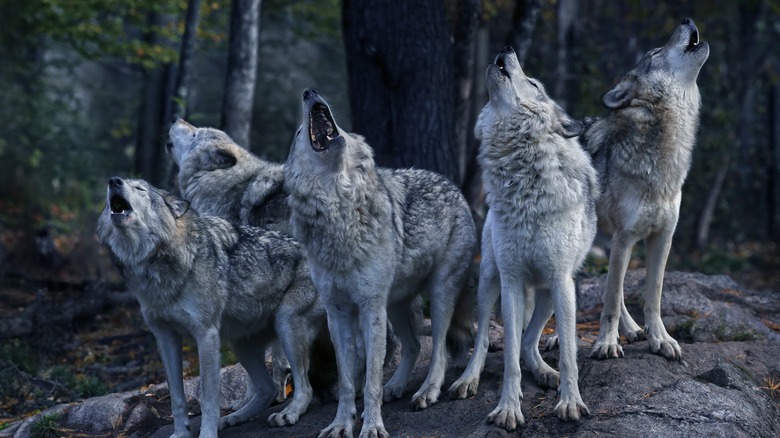 Five gray wolves standing on a rock howling