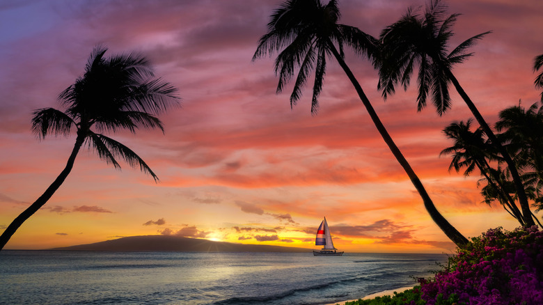 Hawaiian sunset with palm trees
