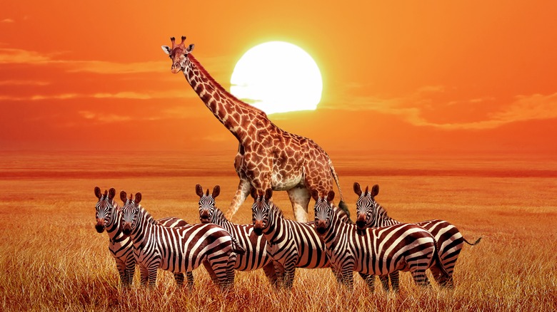 Giraffe with zebras at sunset