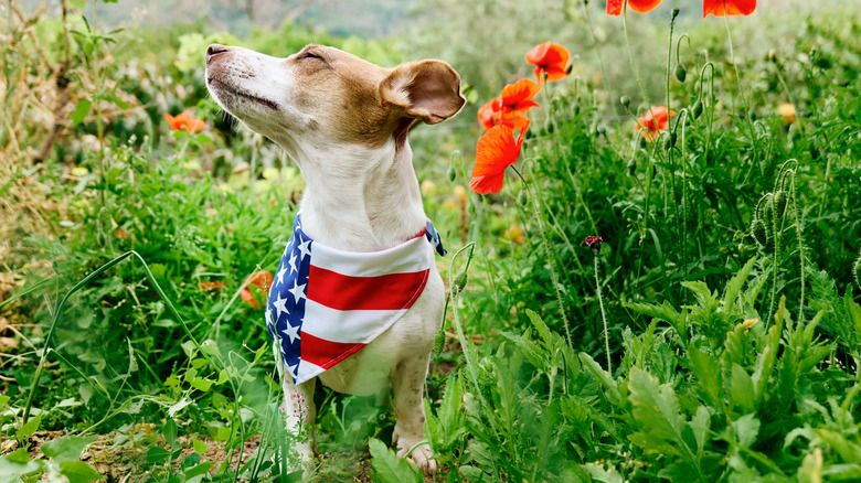 Small dog wearing U.S. flag bandana