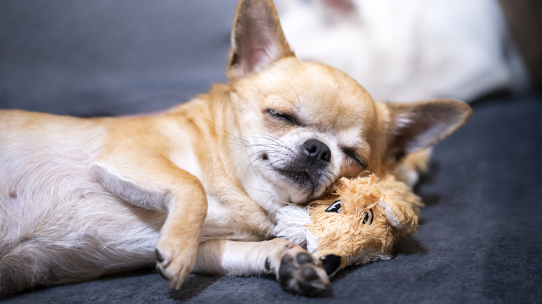 Chihuahua sleeping on stuffed toy