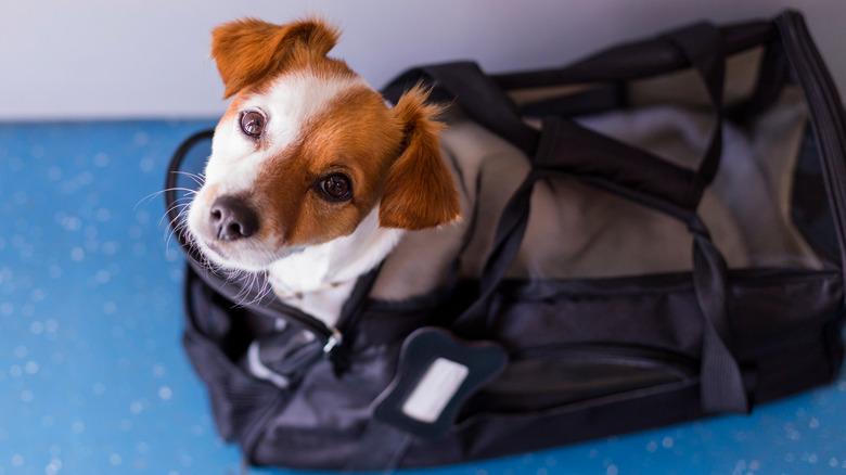 A dog in a carrier at the airport