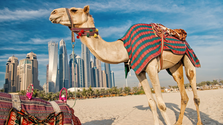 Camel and Dubai skyline