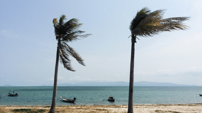 palm trees in the wind