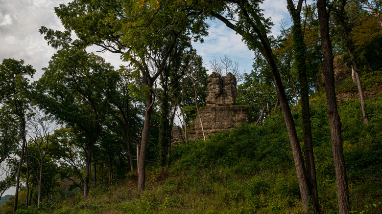beautiful forest view at Mississippi Palisades State Park