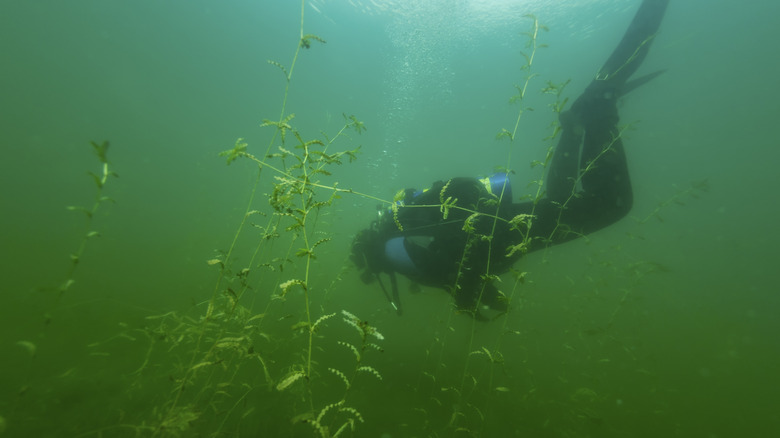 Scuba diver heading underwater in a green pond full of weeds