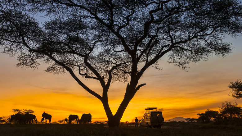 safari sunset view