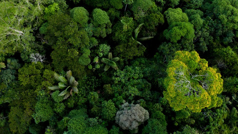 Canopy of the Amazon rainforest
