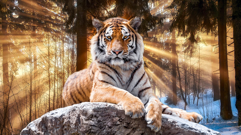 Tiger basking in the sun