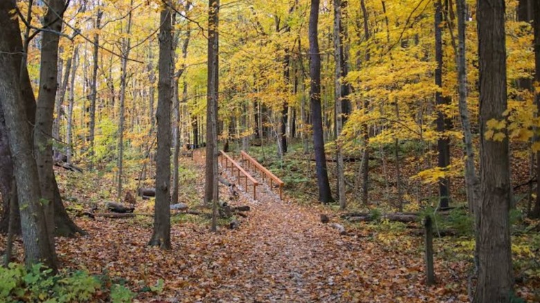 a trail leading through woodland in eagle creek park indianapolis