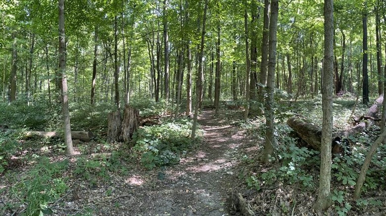 A trail through the ﻿Oppenheim Woods Nature Preserve on the edge of Tippecanoe Lake.