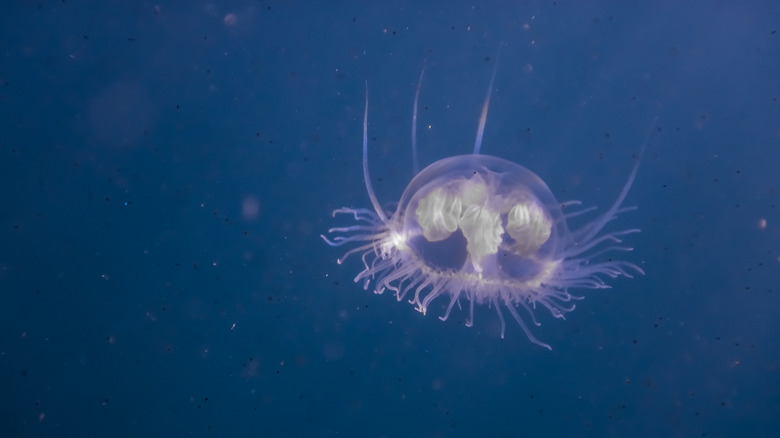 A freshwater jellyfish