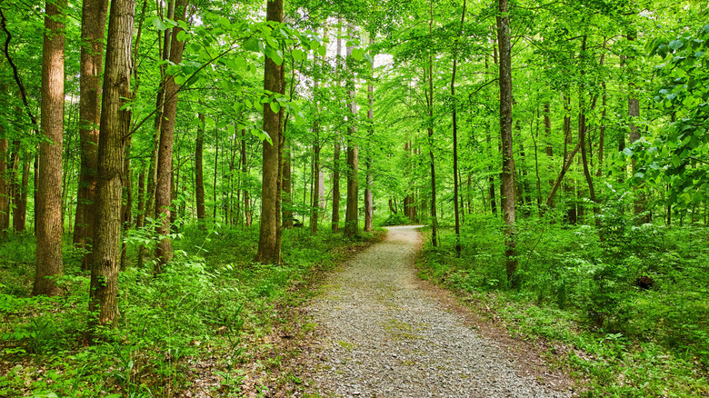 Park with large small stone trail through woods
