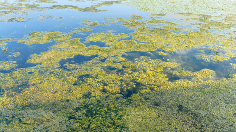 algae bloom due to pollution