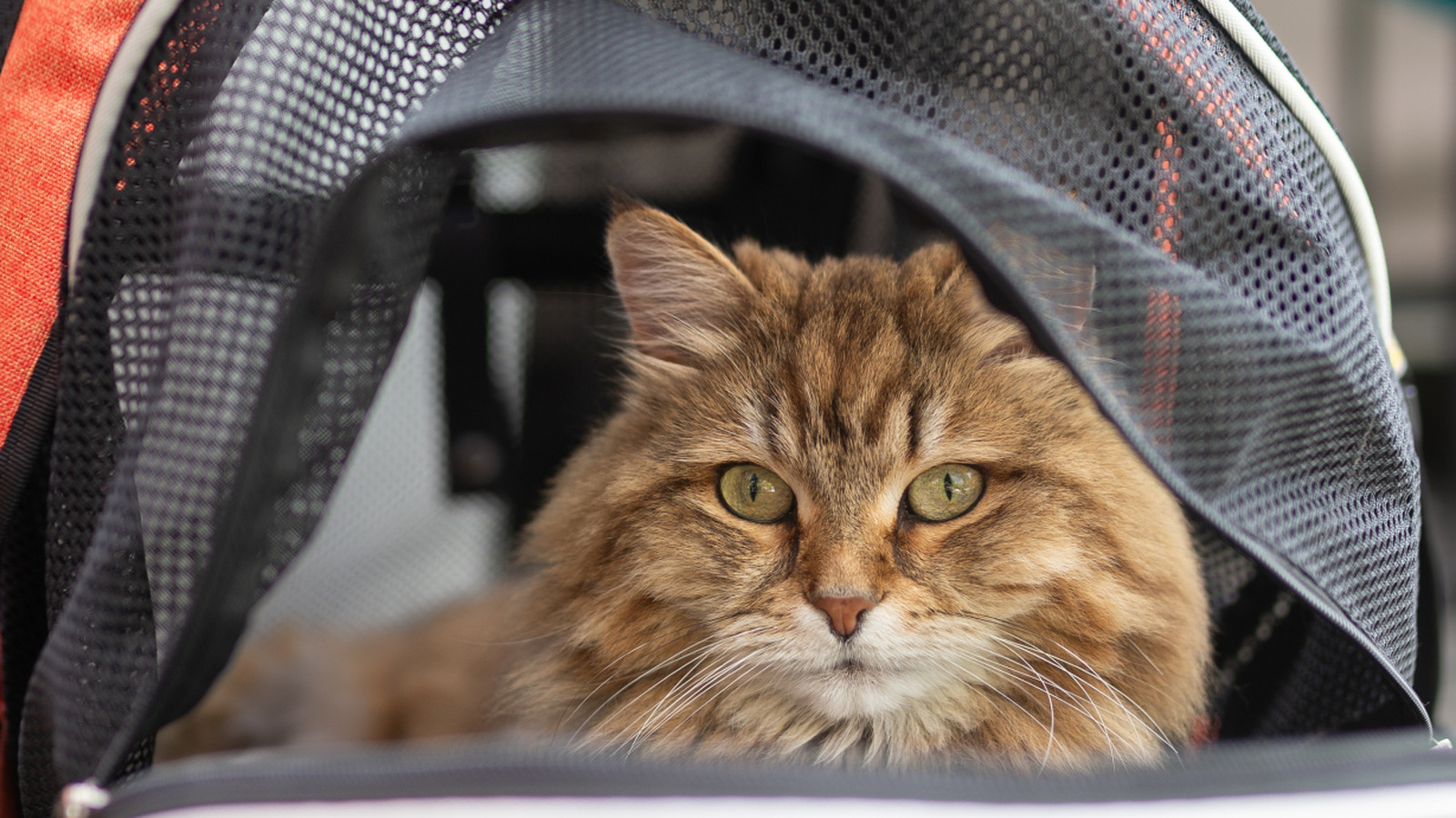 Is Traveling With A Cat Backpack Cruel? Here's What A Professional Cat Trainer Says