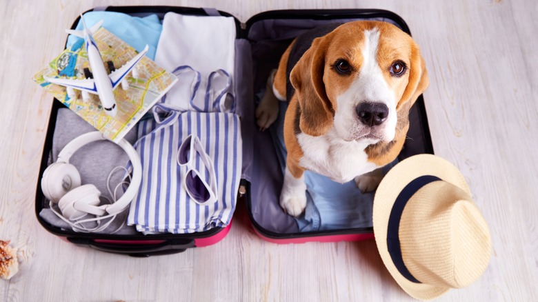 Beagle dog sitting in open packed suitcase looking up at camera