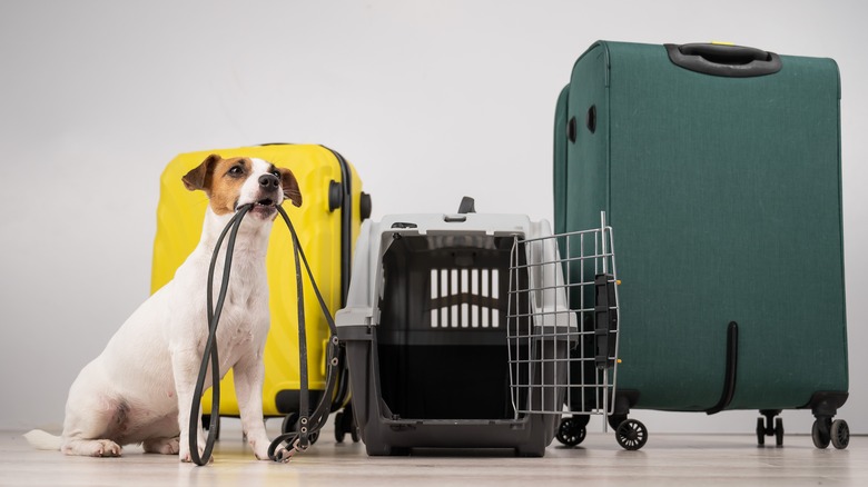 Jack Russell Terrier holding leash in mouth next to suitcases and travel carrier