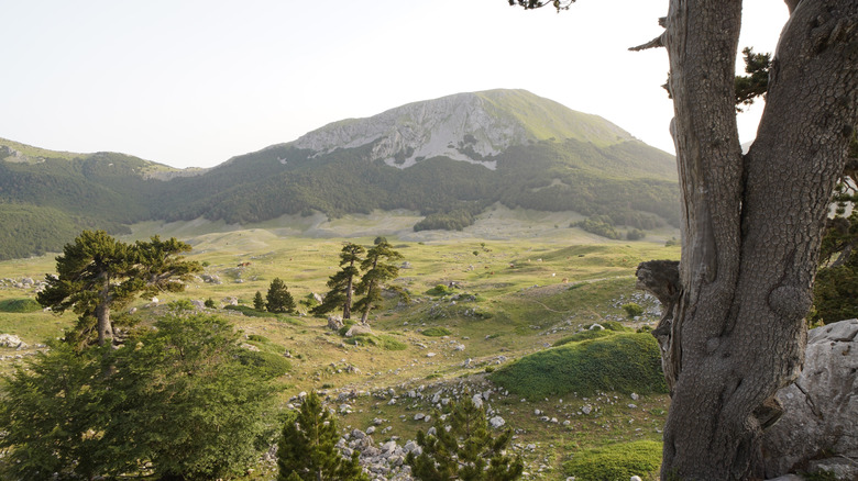 Loricato pine trees in Pollino National Park