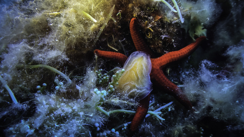 Soft coral and a sea star seen during a scuba dive in Egadi Islands