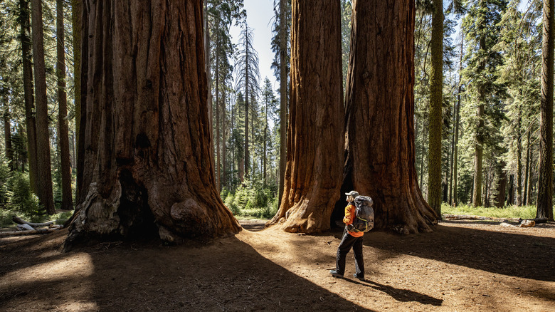 Hiker next to Sequoia trees