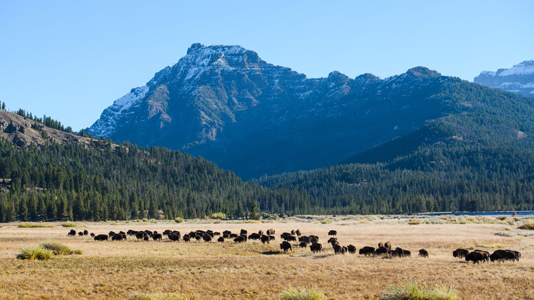 yellowstone mountains and bison herd