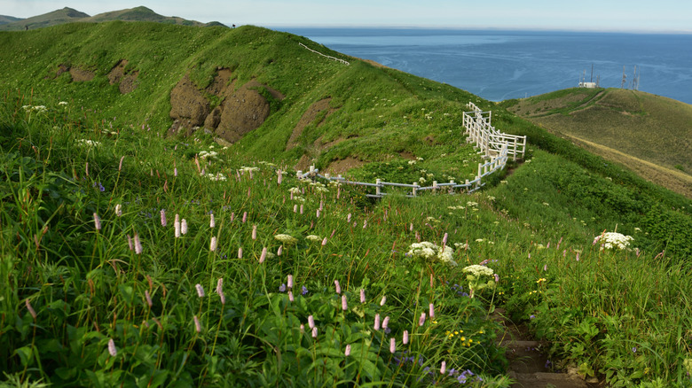 view of flowers and grass with hiking trail on Rebun Island