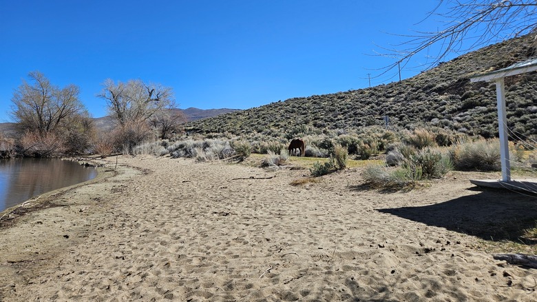 picnic site near wild grazing area, Nevada