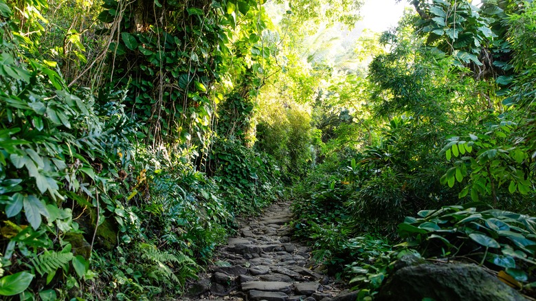 Tropical lush trail on Kauai
