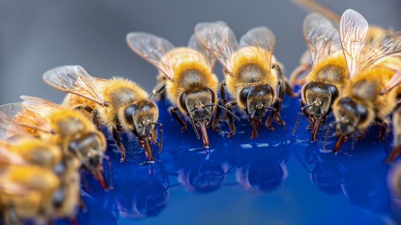 Bees drinking water