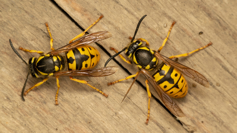 wasps on a wood table