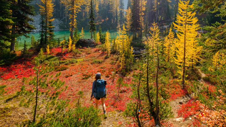 A person hiking through a forest to a lake in the Lake Chelan-Sawtooth Wilderness
