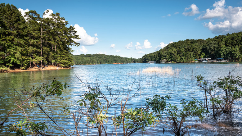 View of Lake Lanier from the shore