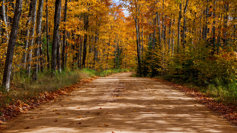 Dirt road surrounded by autumn trees in Michigan